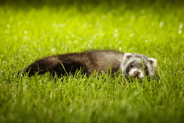 Colore naturale furetto cucciolo in giardino — Foto Stock