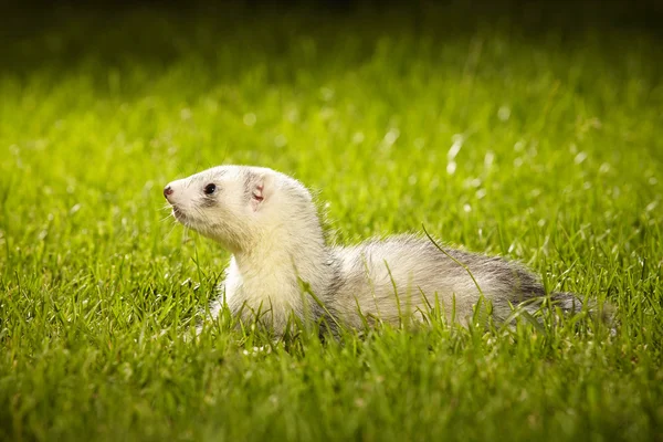 Nice silver ferret in garden — Stock Photo, Image
