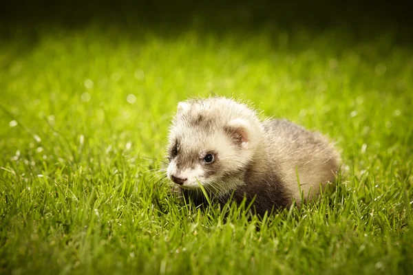 Pretty ferret in summer garden — Stock Photo, Image