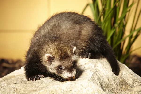 Natural color ferret baby in summer garden — Stock Photo, Image