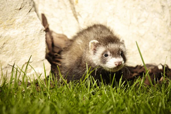 Ferret pup verkennen wijk — Stockfoto