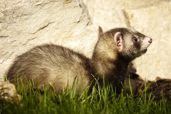 Petite beauté de furet dans le jardin — Photo