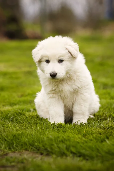 スイス ホワイト シェパード子犬の世界を探索 — ストック写真