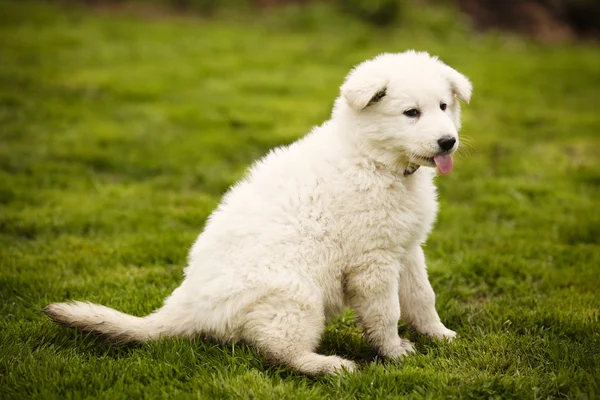 Swiss white shepherd baby on lawn — Stock Photo, Image