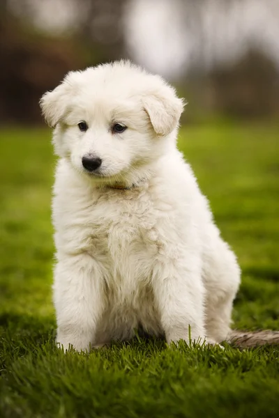 Lovely Swiss white Shepherd puppy — Stock Photo, Image