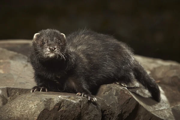 Joli furet noir mâle — Photo