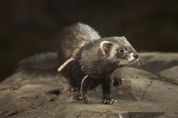 Dark ferret on rock in leash — Stock Photo, Image