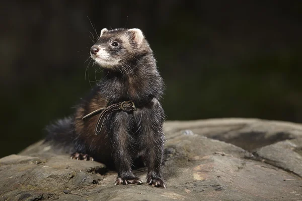 Bellezza furetto soggiorno nel parco — Foto Stock