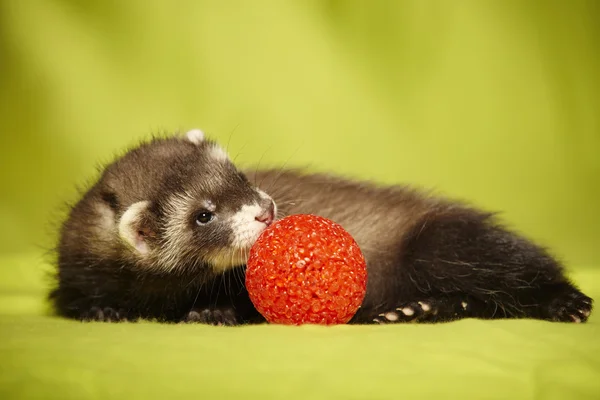 Ferret baby genieten van spel — Stockfoto