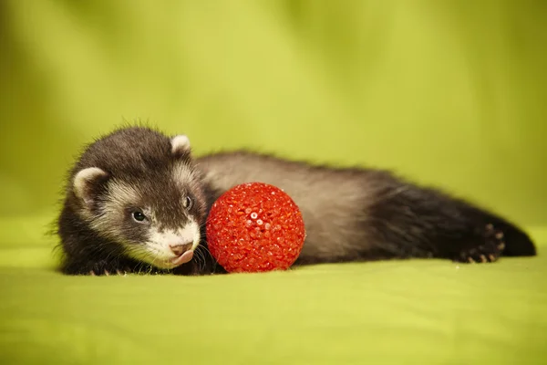 Ferret bebê com brinquedo vermelho de plástico — Fotografia de Stock