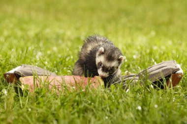 Karpuz ile ödüllendirilir Divan yaban gelinciği
