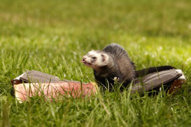 Karpuz zevk kanepede yaban gelinciği