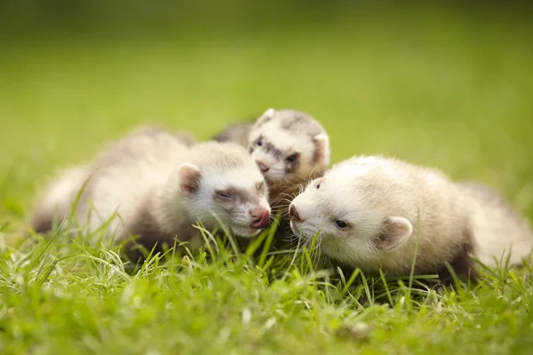 Champagne ferret familie in park — Stockfoto