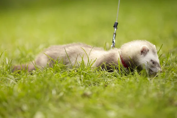 Young champagne ferret on leash in park — Stock Photo, Image