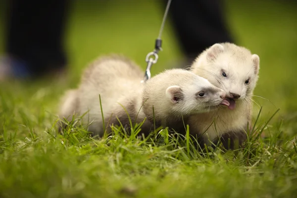 Champagne ferret friends in park on leash — Stock Photo, Image