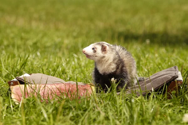 Ferret female in sunny day with watermelon — Stock Photo, Image