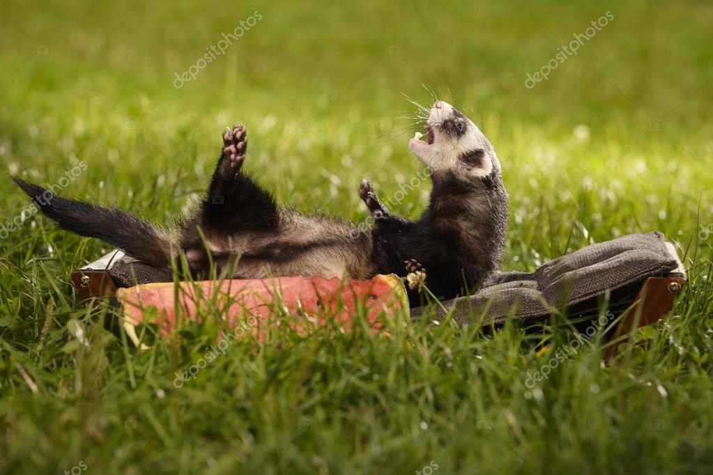 Ferret laying on back outdoor on sofa Stock Photo by ©Couperfield 120921586