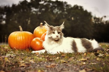 Sonbahar zamanı balkabaklarıyla dışarıda poz veren dişi rakun.
