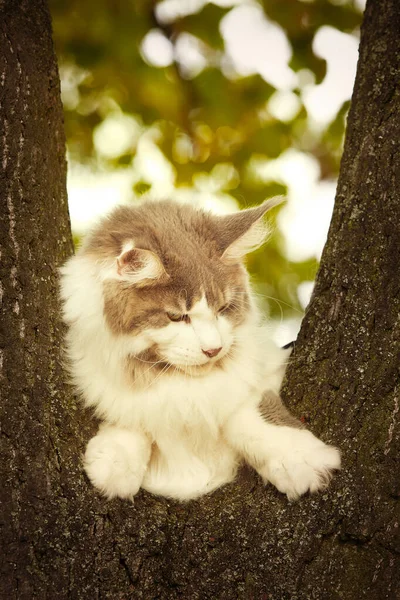 Maine Coon Γάτα Θηλυκό Ποζάρουν Εξωτερική Φθινόπωρο Χρόνο Κάθεται Στο — Φωτογραφία Αρχείου