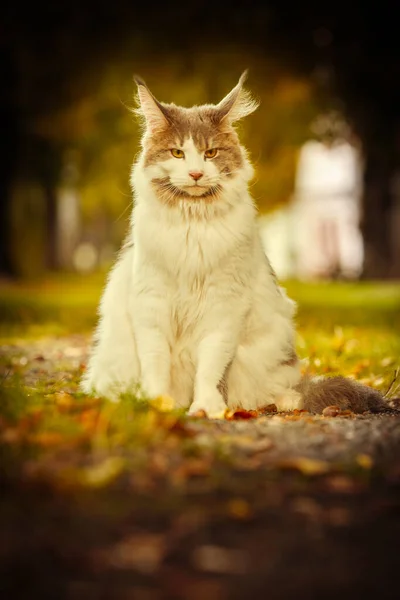 Maine Coon Γάτα Θηλυκό Ποζάρουν Εξωτερική Φθινόπωρο — Φωτογραφία Αρχείου