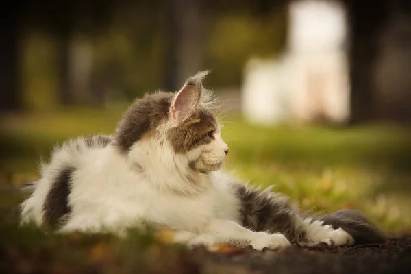 Maine Coon Gato Hembra Posando Aire Libre Otoño Tiempo —  Fotos de Stock