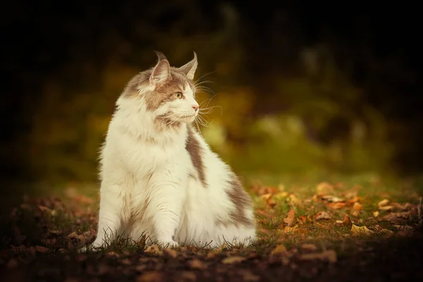 Maine Coon Katze Weibchen Posiert Herbst Freien — Stockfoto