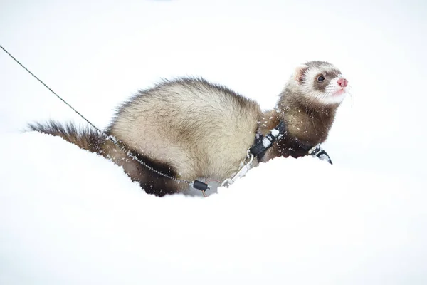 Fret Vrouwelijk Outdoor Frisse Witte Sneeuw — Stockfoto