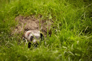 Dağ gelinciği, çimen bahçesinde yürüyüş ve oyundan keyif alıyor.