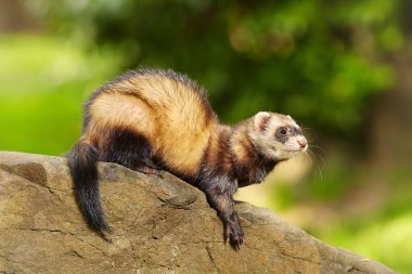 Ferret enjoying walking and game in sumer city park clipart