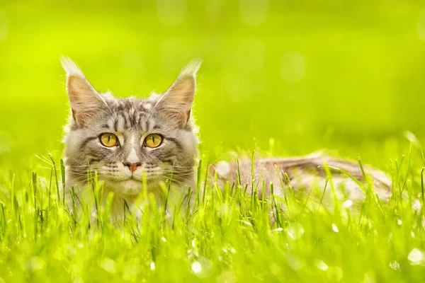 Söt Maine Coon Katt Kvinna Poserar För Porträtt Parken — Stockfoto