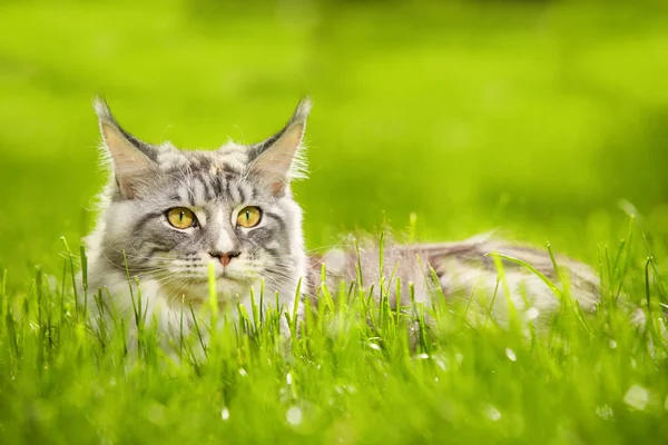 Pretty Maine Coon Cat Female Posing Portrait Park — Stock Fotó