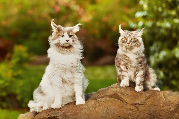 Paar Von Maine Coon Katze Posiert Für Porträt Park — Stockfoto