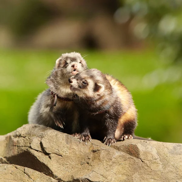 Ferret Ζευγάρι Απολαμβάνοντας Περπάτημα Και Παιχνίδι Στο Πάρκο Της Πόλης — Φωτογραφία Αρχείου