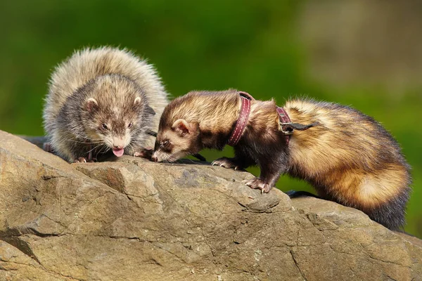 Ferret Couple Enjoying Walking Game Sumer City Park — Photo