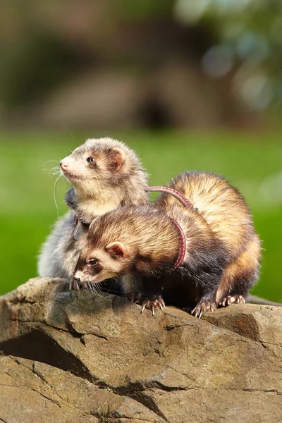 Ferret Couple Enjoying Walking Game Sumer City Park — Fotografia de Stock