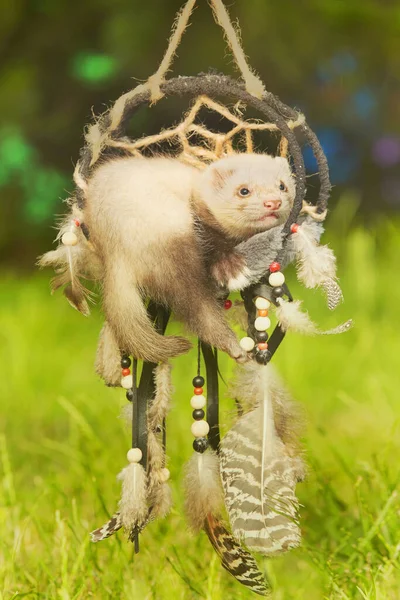 Ferret Baby Champagne Color Posing Portrait Handmade Dreamcatcher — Photo