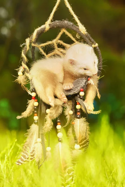 Ferret Baby Champagne Color Posing Portrait Handmade Dreamcatcher — Fotografia de Stock