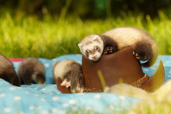 Ferret Profiter Marche Jeu Dans Jardin Herbe Consommation — Photo