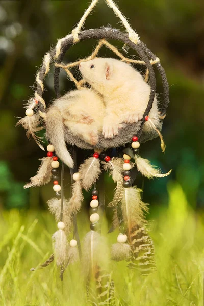 Ferret Baby Posing Portrait Handmade Dreamcatcher — Stock Photo, Image