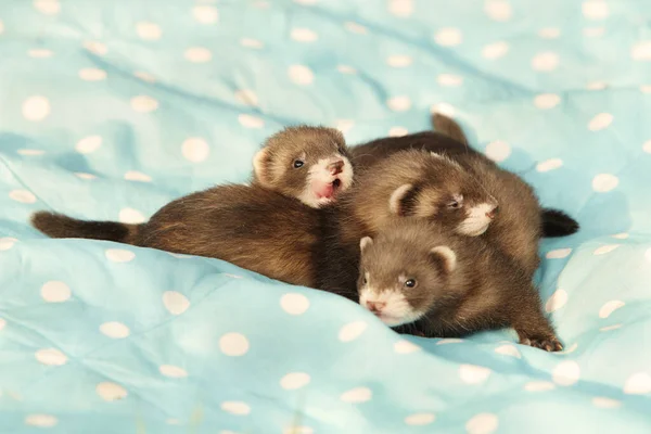Three One Month Old Ferret Babies Posing Together Portrait — Zdjęcie stockowe
