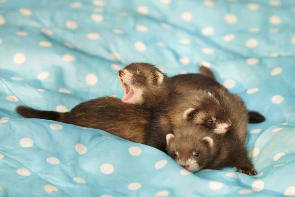 Three One Month Old Ferret Babies Posing Together Portrait — Fotografia de Stock