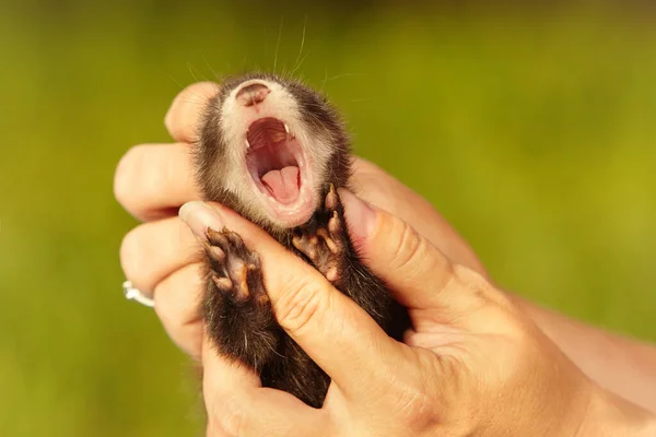 Breeder Checking Healthy Teeth Mouth Ferret Baby — Stock Fotó