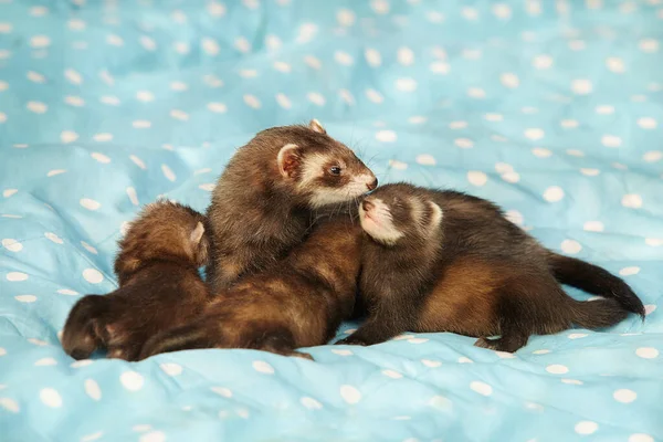 Three One Month Old Ferret Babies Posing Together Portrait Mother — Stok Foto