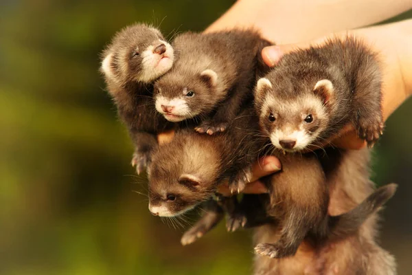 Three One Month Old Ferret Babies Posing Together Portrait Mother — Stock Photo, Image