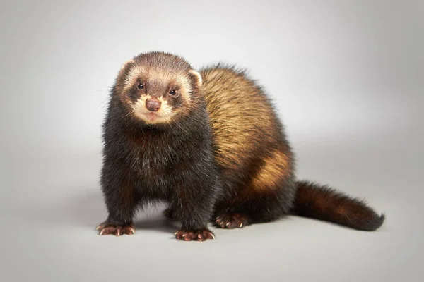 Studio Portret Van Volwassen Fret Man Geïsoleerd Achtergrond — Stockfoto