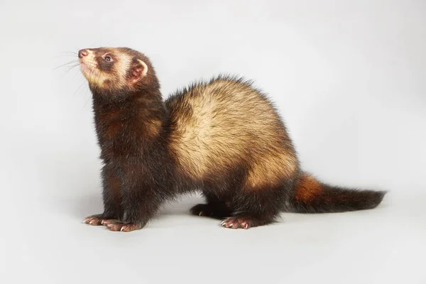 Studio Portrait Adult Ferret Male Isolated Background — Stock Photo, Image