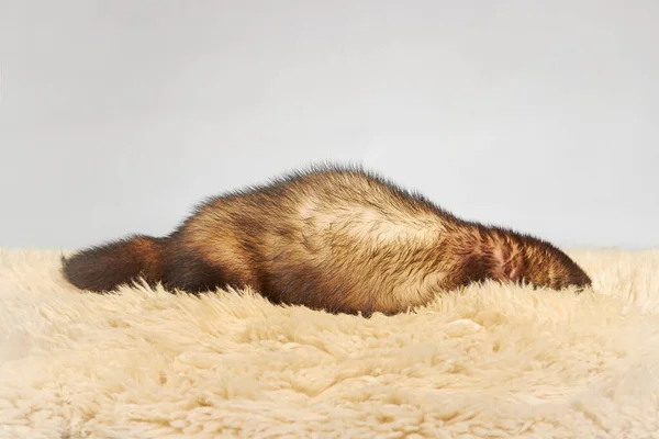Studioporträt Eines Erwachsenen Frettchenmännchens Isoliert Auf Hintergrund — Stockfoto