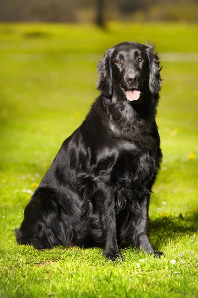 Portrait Chienne Enceinte Attendant Des Chiots — Photo