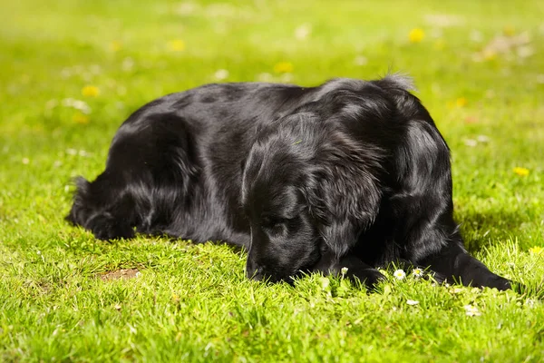 Hamile Dişi Köpeğin Portresi Yavru Köpek Bekliyor — Stok fotoğraf