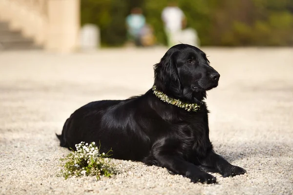 Hamile Dişi Köpeğin Portresi Yavru Köpek Bekliyor — Stok fotoğraf